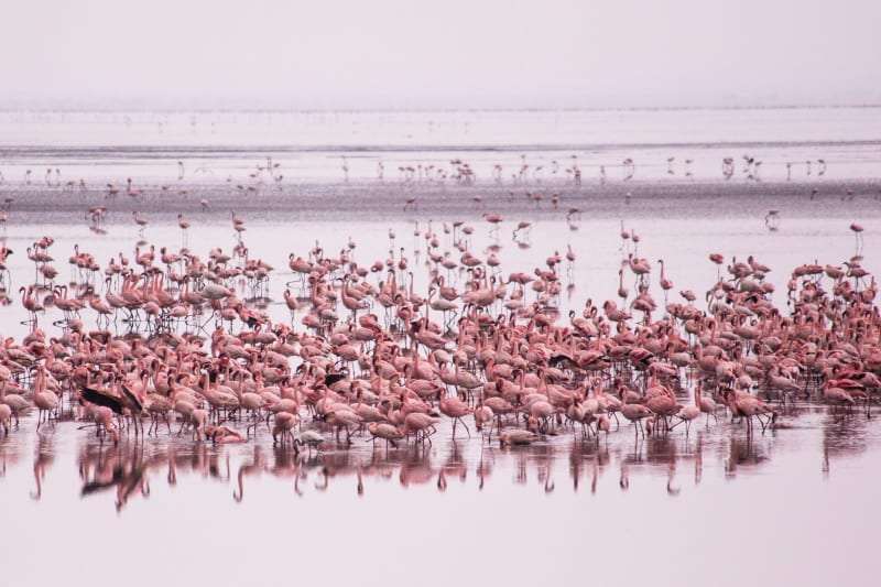 pink flamingo lake manyara tanzania africa safari