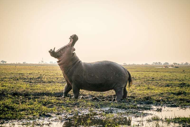 Hippopotamus amphibius