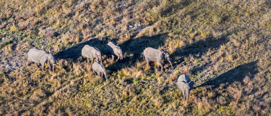 Botswana - elephants in Okawango