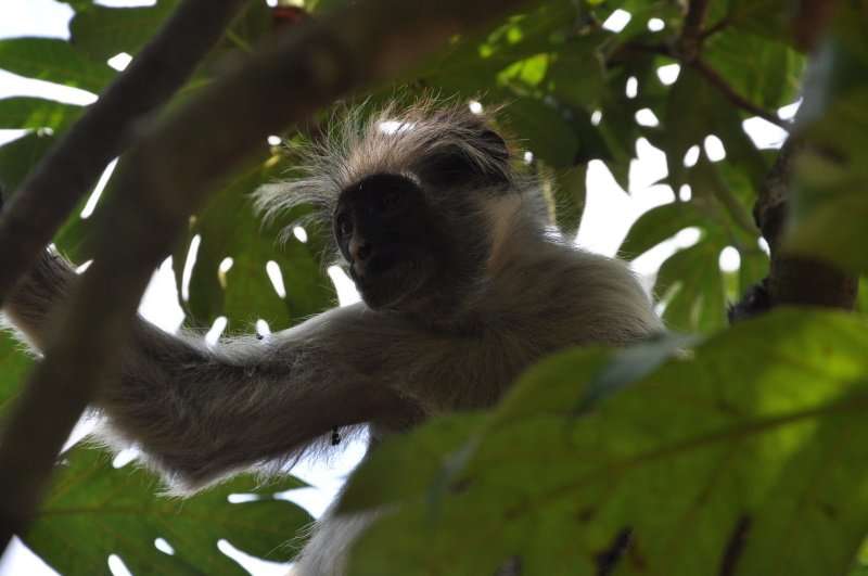 zanzibar jozani forest red colobus monkey (14)