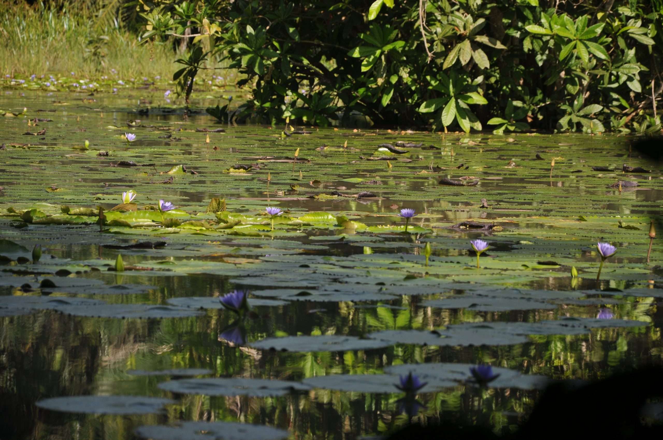 Masingini forest lake