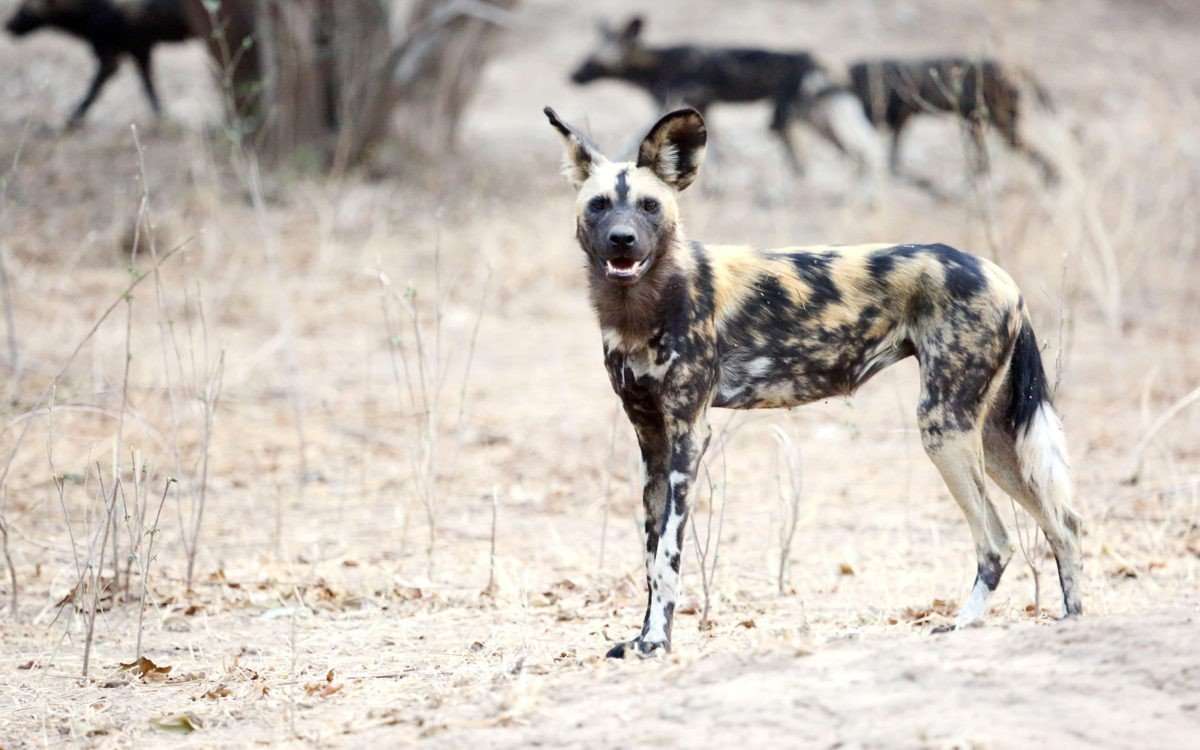 Zimbabwe mana pools wildlife