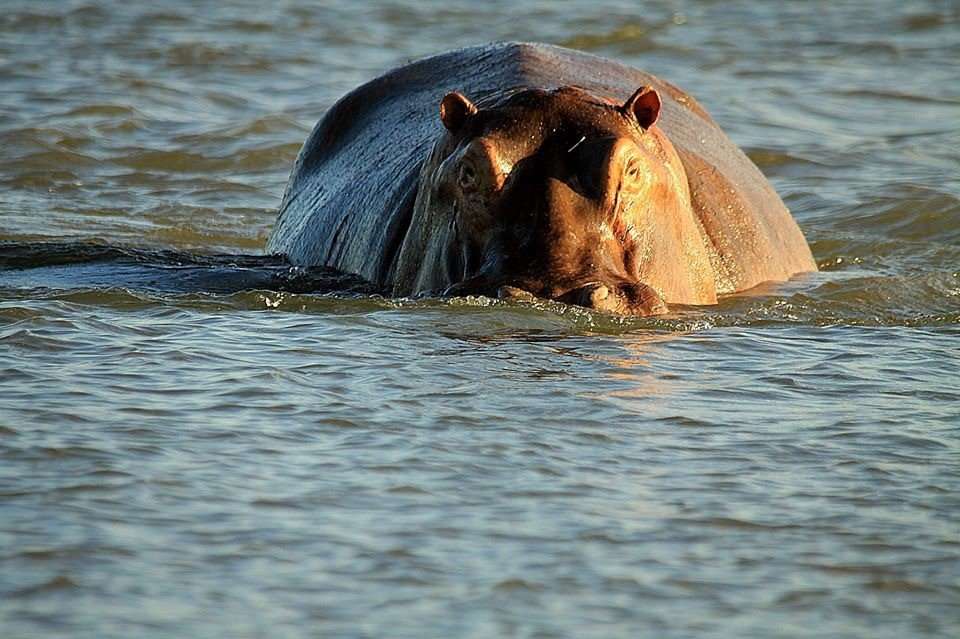 Great Zambesi river zambia highlights (2)