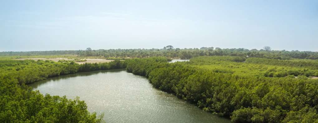 A tributary of the River Gambia in Gambia, Africa