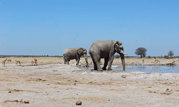 Makgadikgadi and Nxai Pan botswana elephant