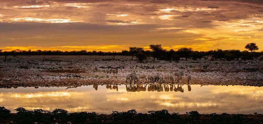 Scenic view of zebras at a waterhole, Etosha National Park, Namibia