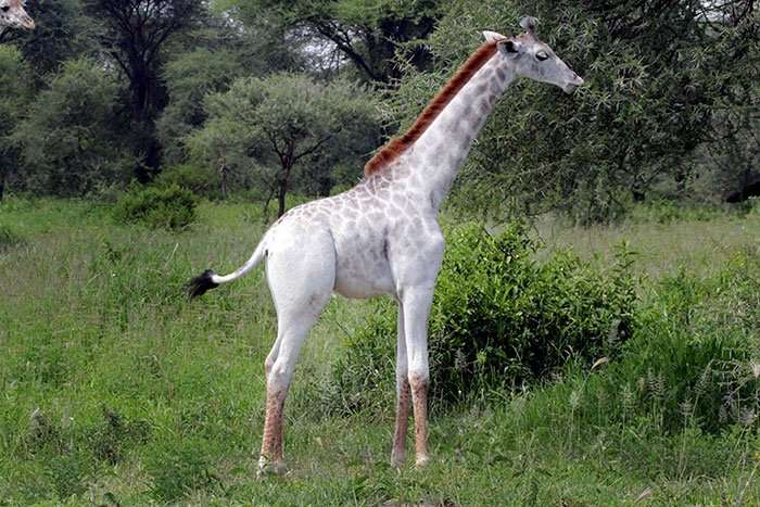 omo white giraffe tarangire national park tanzania africa safari (1)