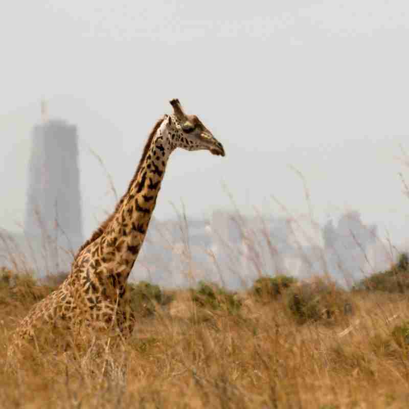 NAIROBI park