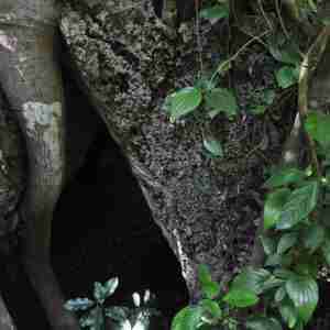 kiwengwa uroa caves - zanzibar (20)