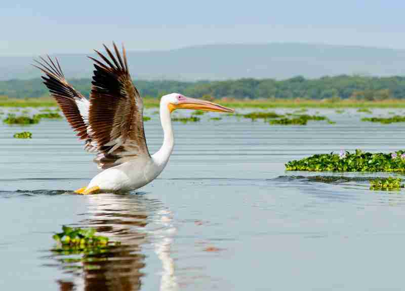 A Pelican, Kenya