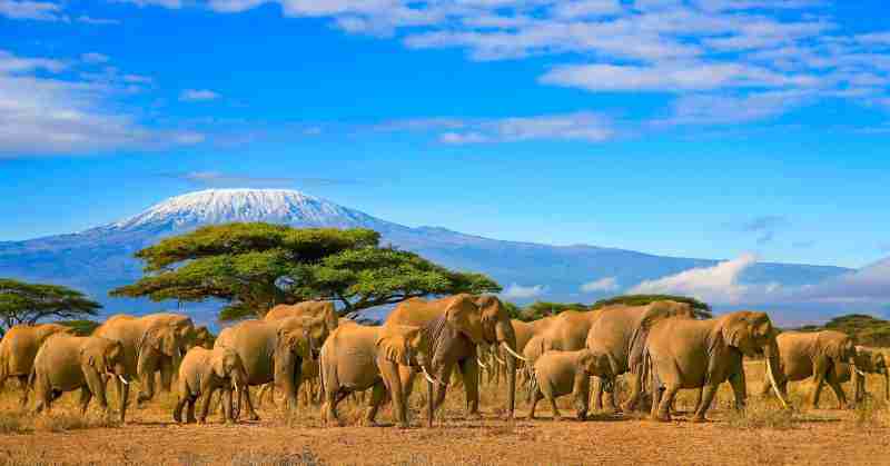 Herd of african elephants on a safari trip to Kenya and a snow capped Kilimanjaro mountain in Tanzania in the background, under a cloudy blue skies