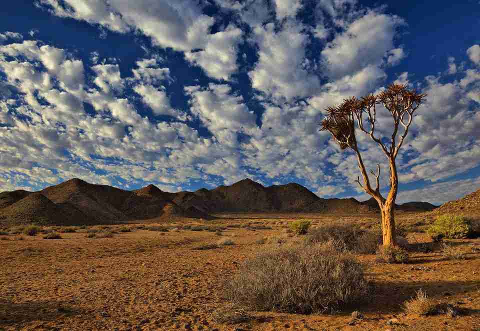 kgalagadi evid