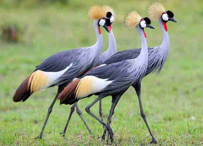 uganda birdsEVID