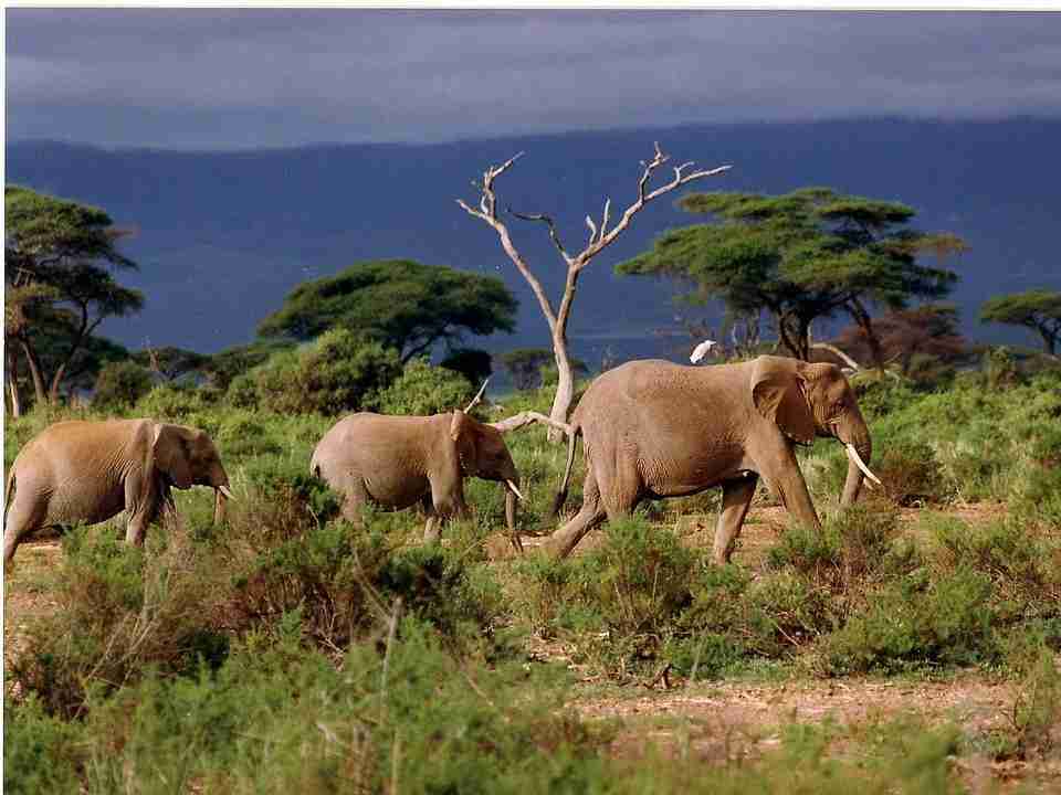 elephants tarangire national park