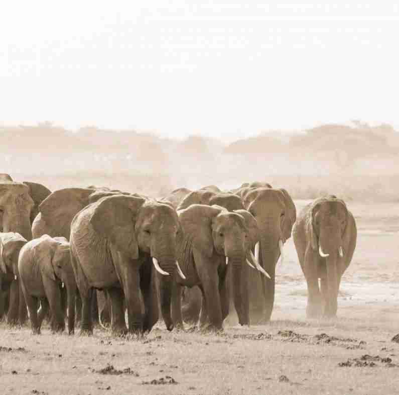 AMBOSELI