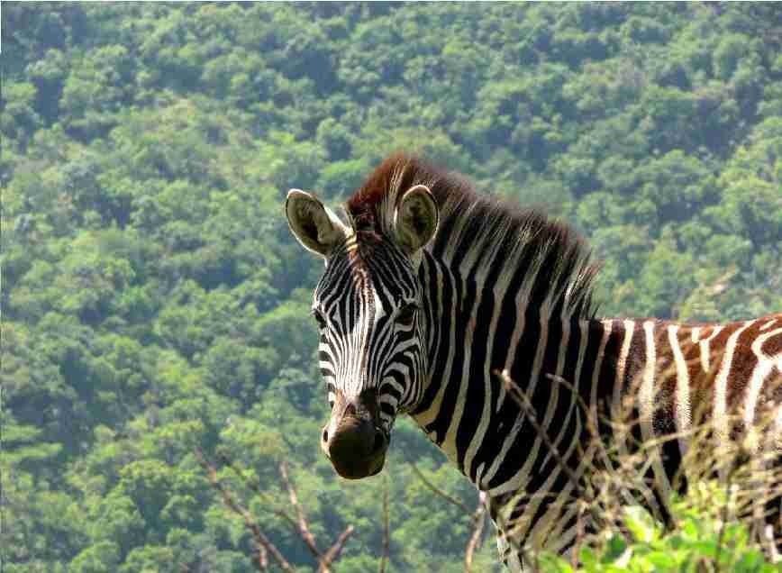 safari zambia top